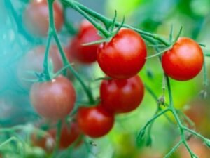 Tomatoes Growing on a Vine - 1Garden.co