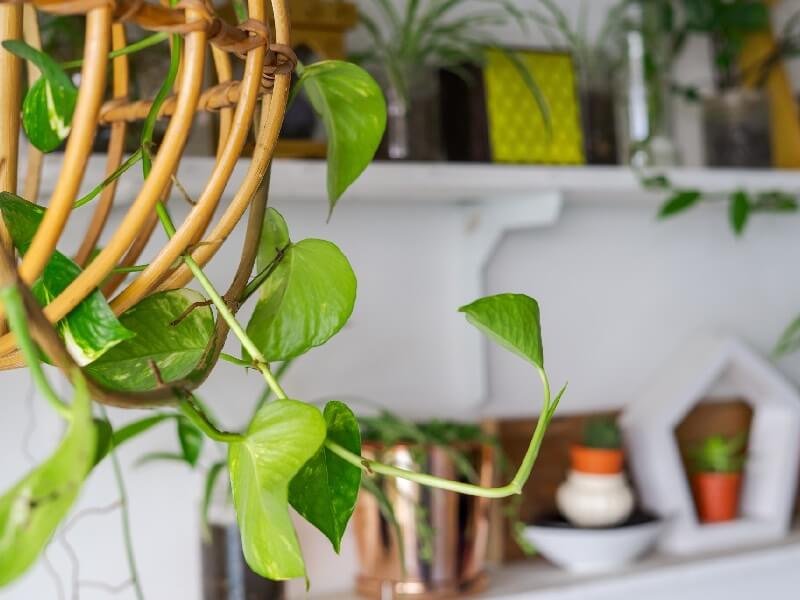 | The best Hanging House Plants for your home | 1Garden.com