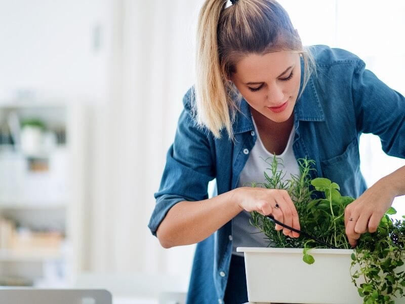 | Hints and Tips to Growing herbs inside your home | 1Garden.com