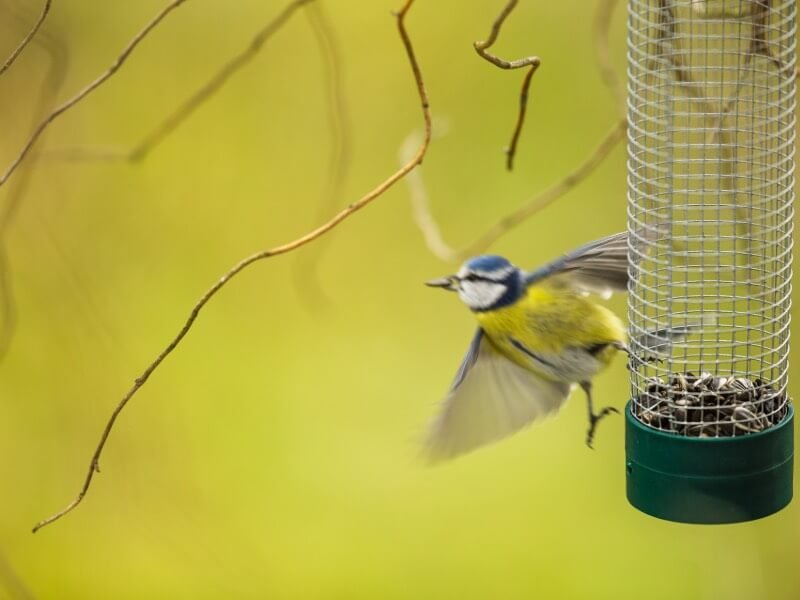 | Tips and Hints to attracting Wild Garden birds to your garden! | 1Garden.com