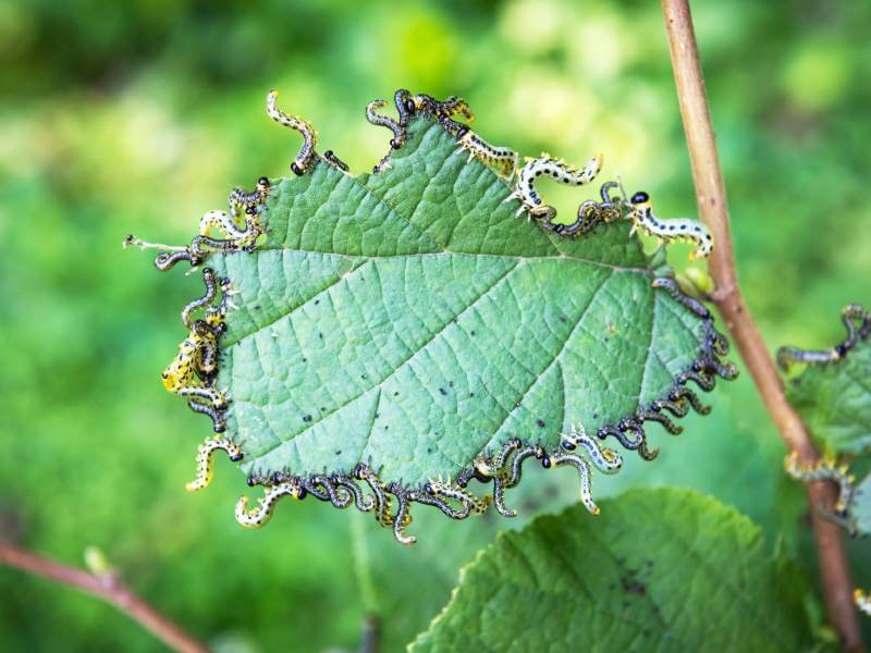 | Most common pest to find on your Rose plant / Rosebush – Hideaway pests on the leaf | 1Garden.com