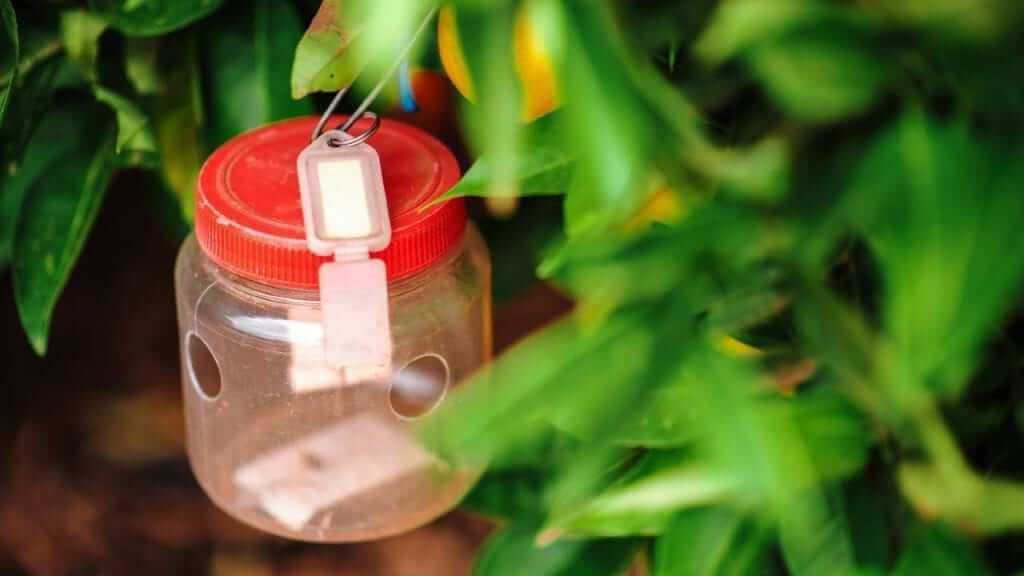 | Everything you need to know about Fungus Gnats | 1Garden.com