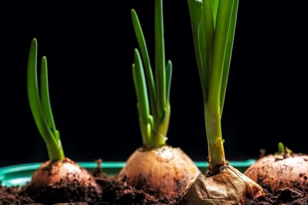 | Onions – a step-by-step growing guide | 1Garden.com