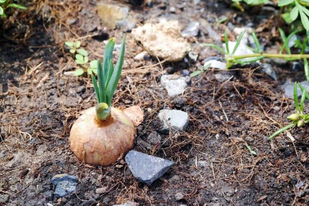 | Onions – a step-by-step growing guide | 1Garden.com