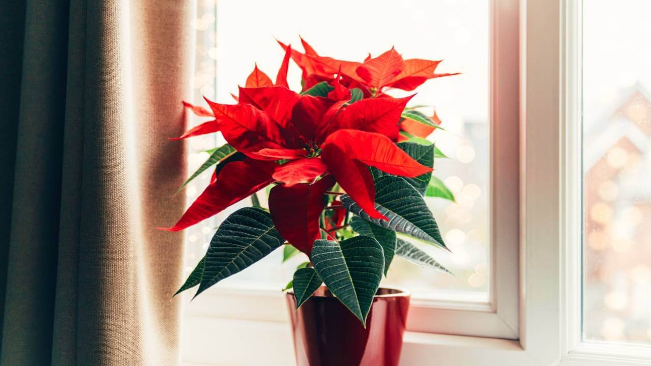 | How to care for your Poinsettia during the festive season and the rest of year | 1Garden.com