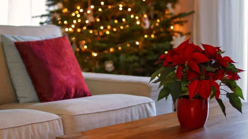 | How to care for your Poinsettia during the festive season and the rest of year | 1Garden.com