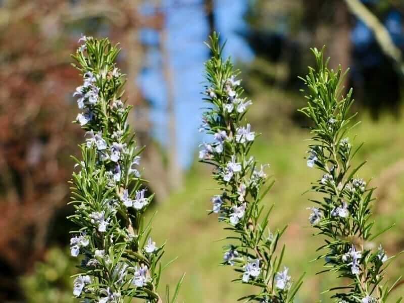 | Tips for Growing, Planting and Caring for Rosemary plants in your herb garden | 1Garden.com