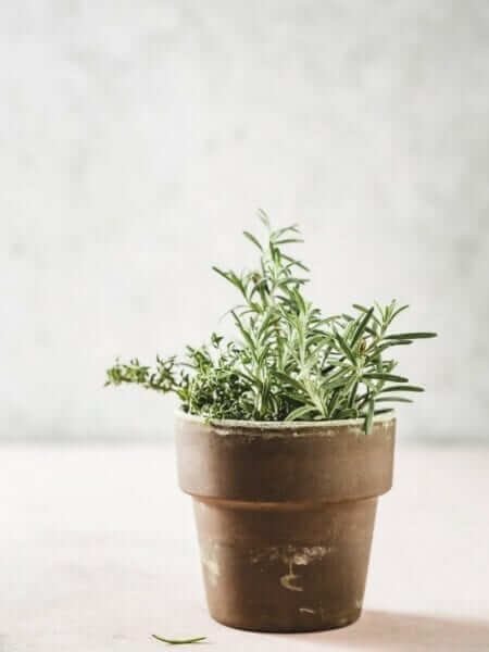 | Tips for Growing, Planting and Caring for Rosemary plants in your herb garden | 1Garden.com