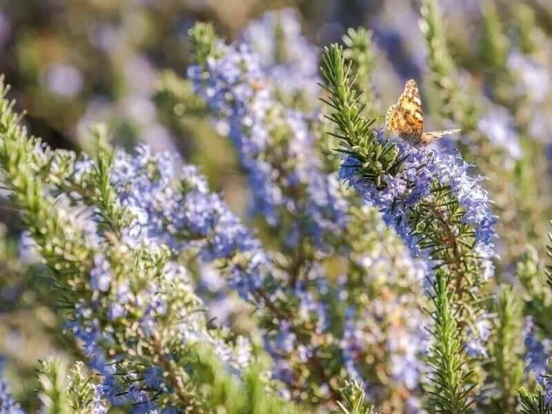 | Tips for Growing, Planting and Caring for Rosemary plants in your herb garden | 1Garden.com