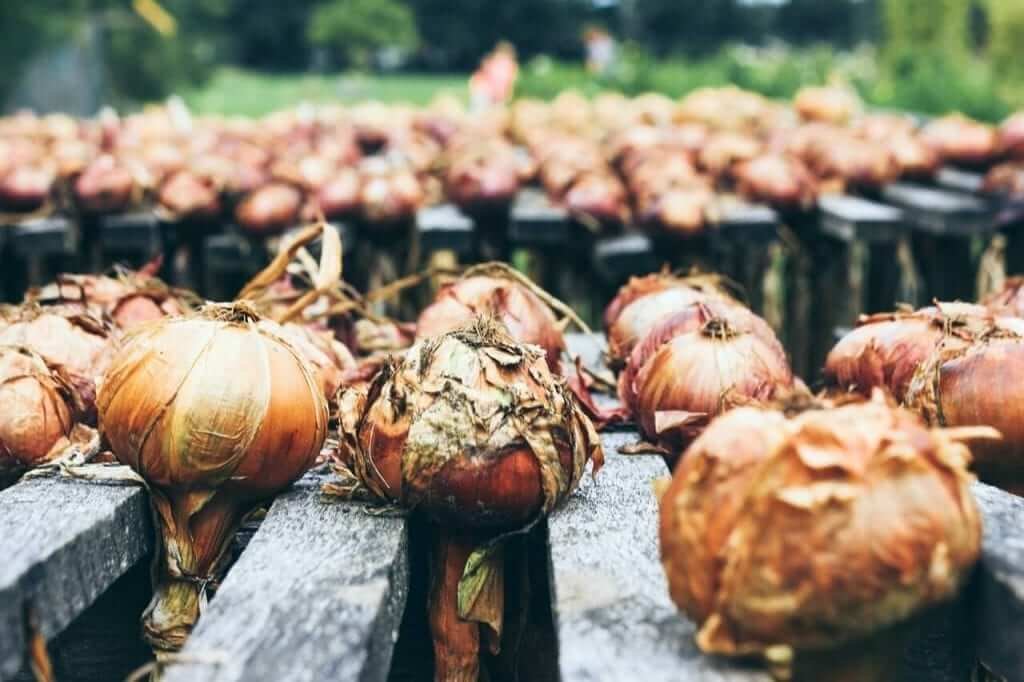 | Onions – a step-by-step growing guide | 1Garden.com