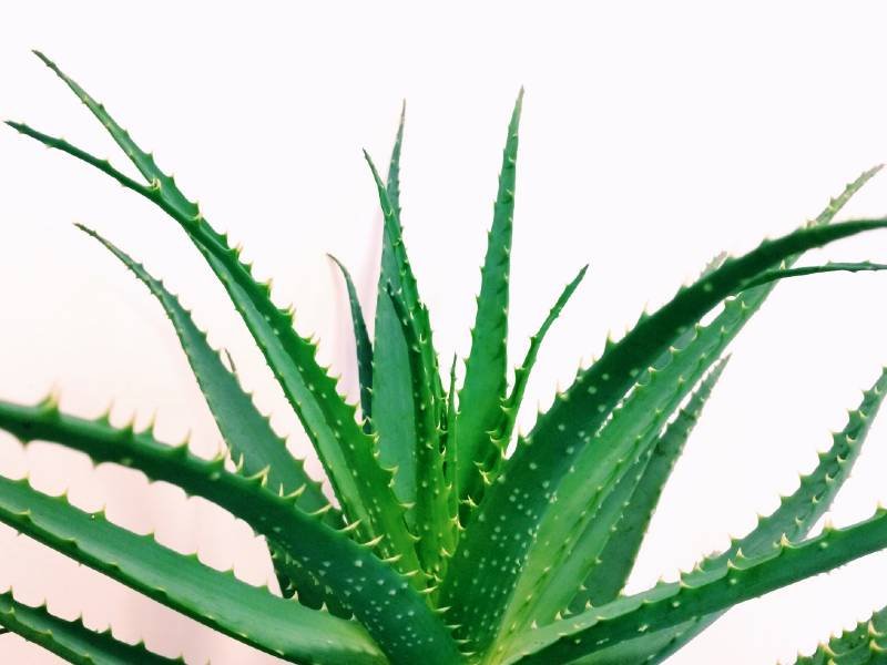 | 8 of the Best Bedroom Plants that Purify and clean the Air – Easy Indoor plants guide | 1Garden.com