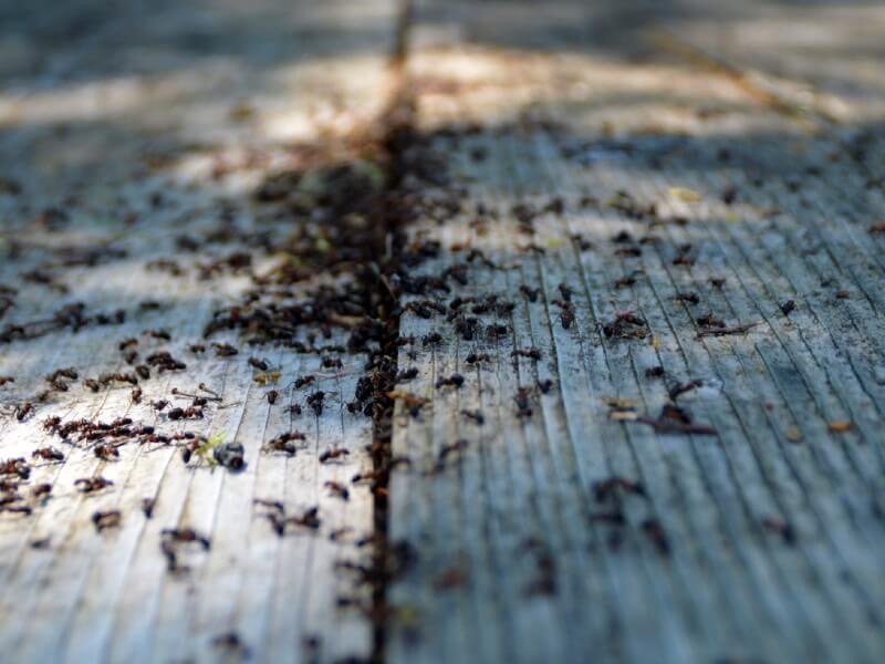 | Ants – Top Tips and hints to treat, eliminate and control in your home and garden | 1Garden.com