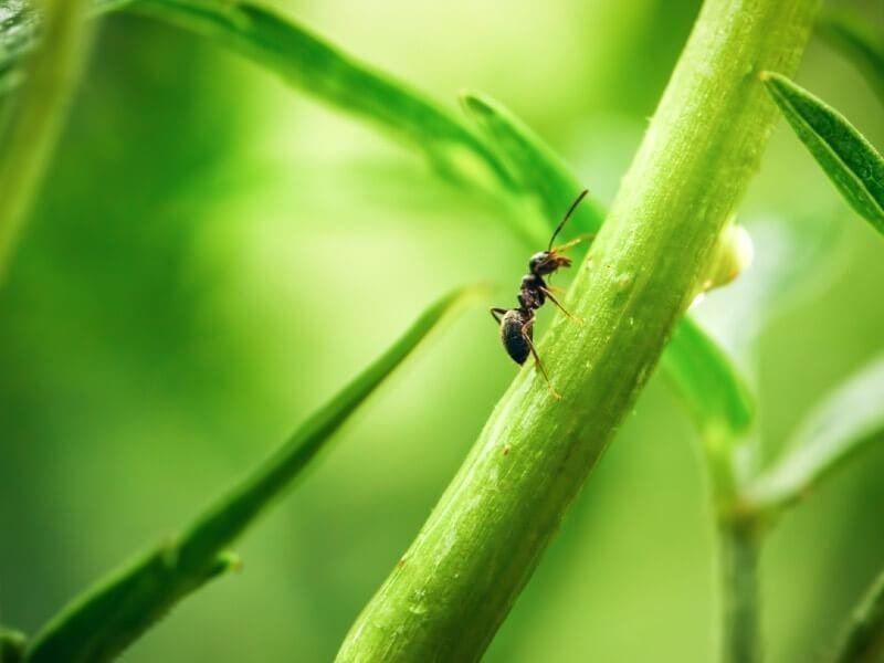| Ants – Top Tips and hints to treat, eliminate and control in your home and garden | 1Garden.com