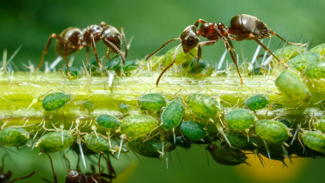 | Everything you need to know about Aphids | 1Garden.com