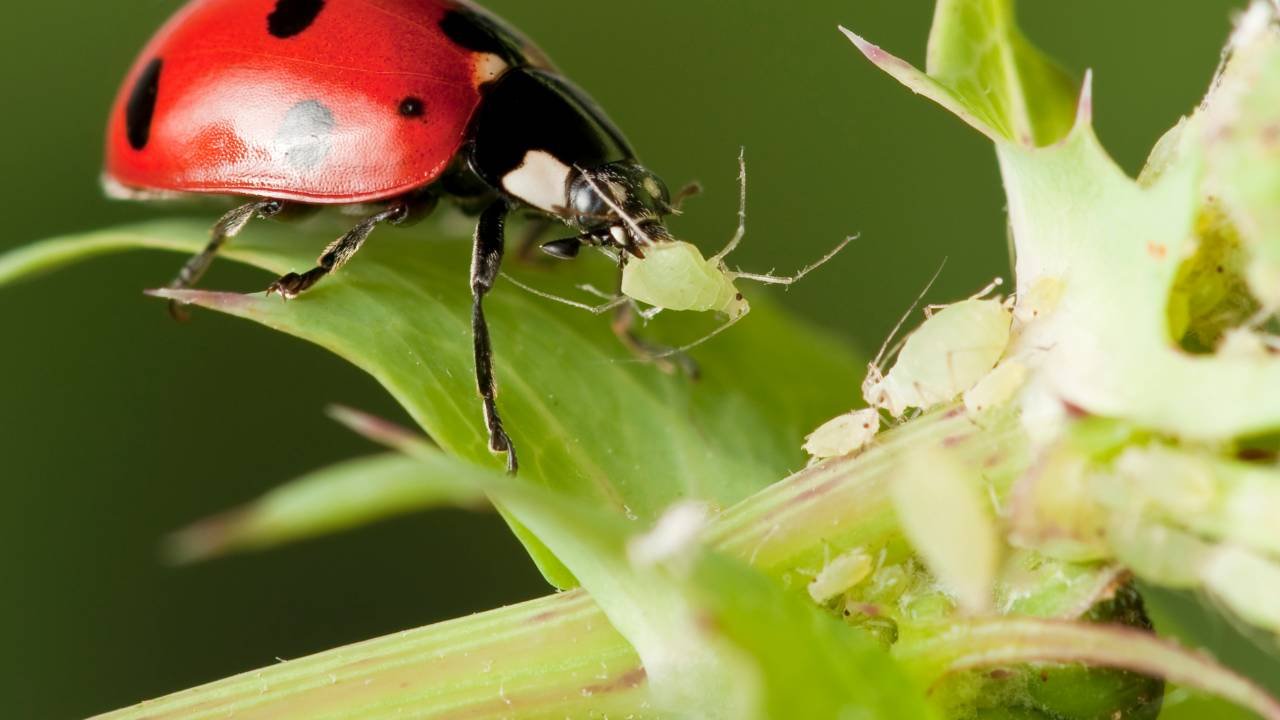 | Everything you need to know about Aphids | 1Garden.com