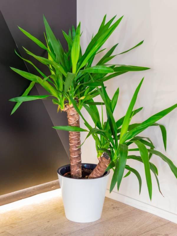 | 8 of the Best Bedroom Plants that Purify and clean the Air – Easy Indoor plants guide | 1Garden.com