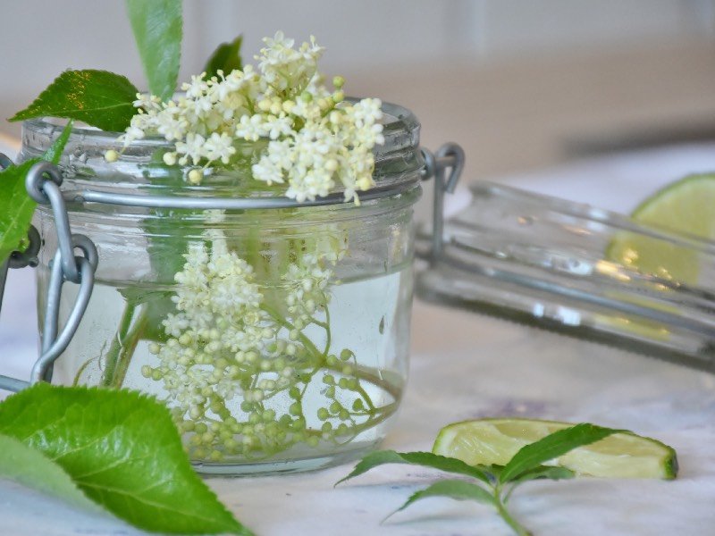 | Elderflower foraging: Five floral recipe ideas by Burleigh Pottery | 1Garden.com