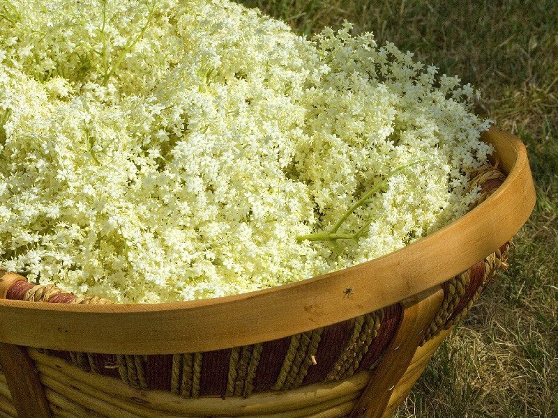 | Elderflower foraging: Five floral recipe ideas by Burleigh Pottery | 1Garden.com