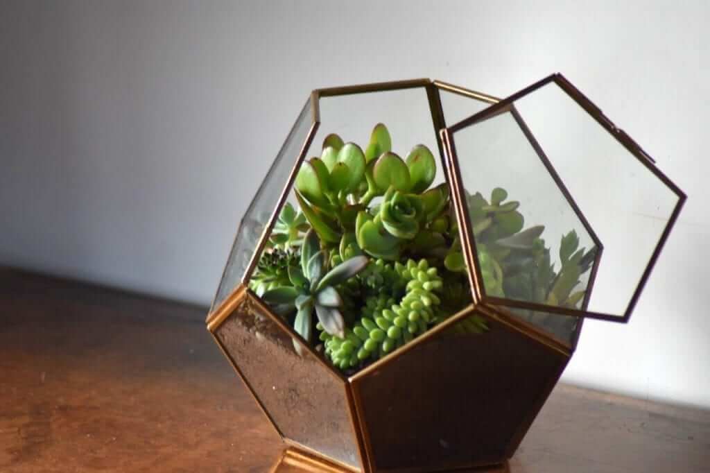 | Terrariums in your home – How to create a Terrarium and step by step guide | 1Garden.com