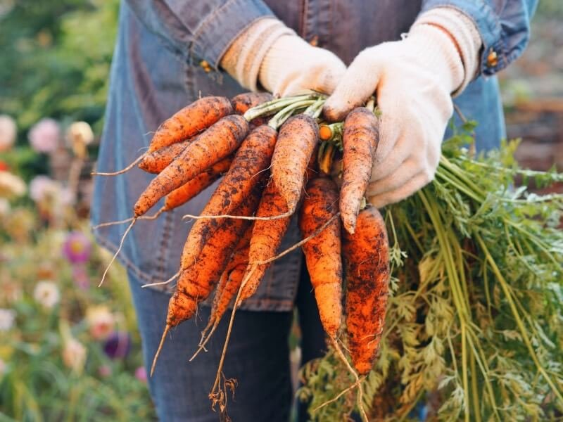 How To Grow Carrots in 5 easy steps! A FREE Step-by-step guide for growing and harvesting Carrots successfully!
