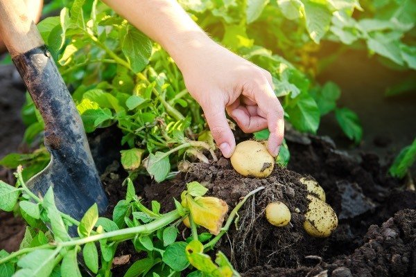 How to grow potatoes, Grow potatoes in the Uk, growing potatoes in the Uk, growing a healthy potato crop in the Uk, tips for growing potatoes in the UK, homegrown potatoes, potato grow bag, grow potatoes successfully, basics of growing potatoes in the UK, and different ways of growing potatoes.