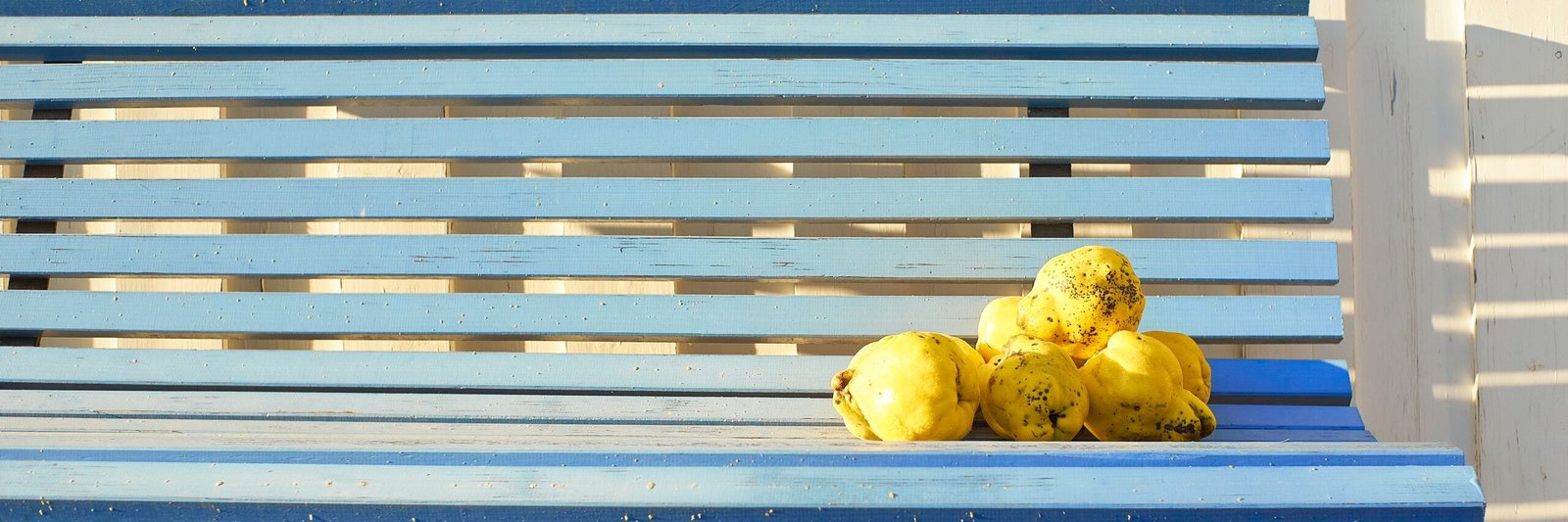 lemons sat on a bench