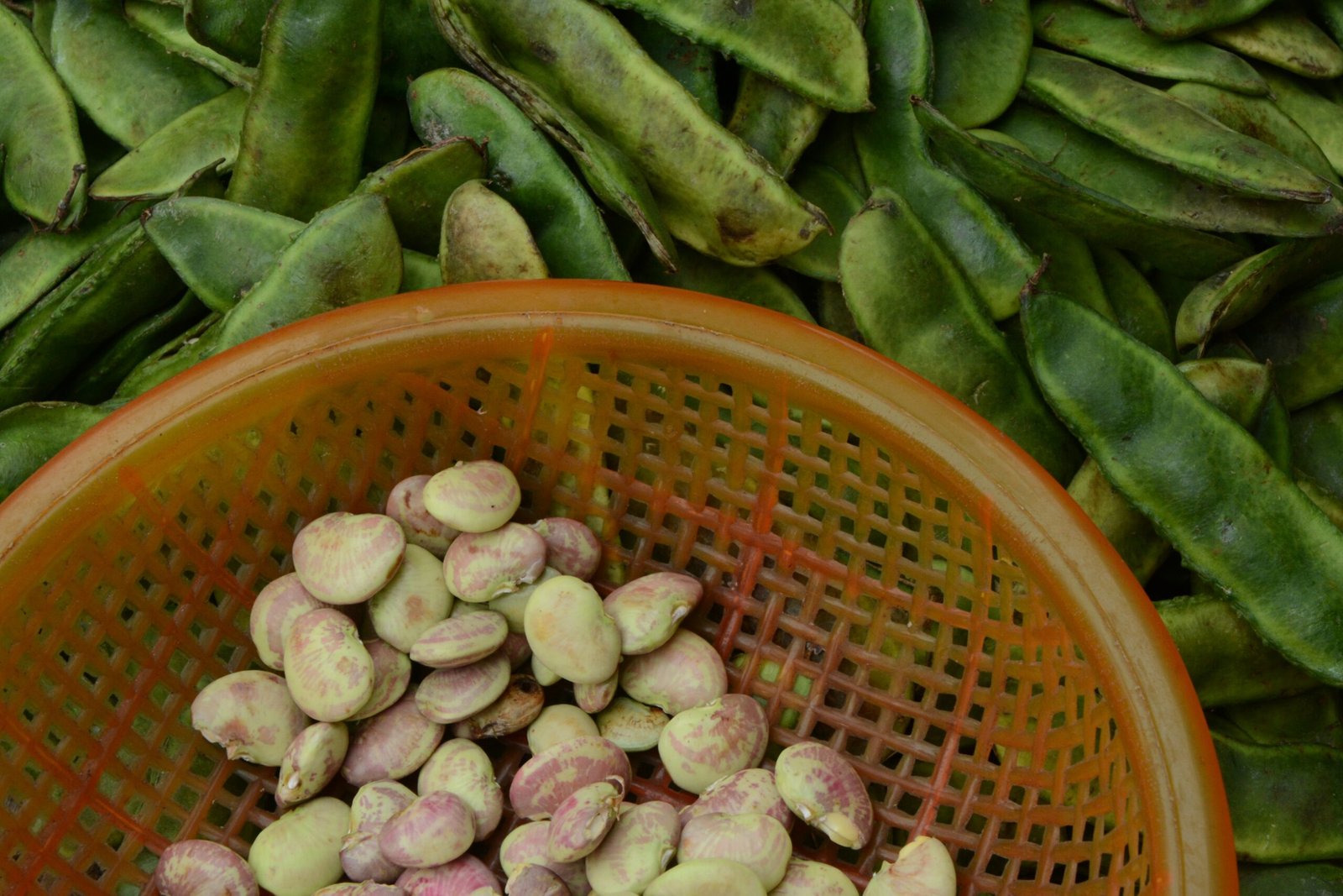 white round fruits on white plastic basket