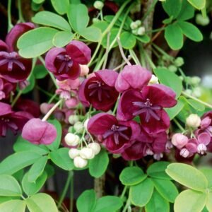 Akebia quinata The Chocolate Vine A Vigorous and Versatile Climbing Plant for Your Garden