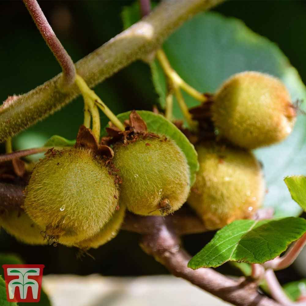 | Plant Profile: Actinidia Deliciosa (Kiwifruit) - A Fascinating and Delicious Addition to Your Garden | 1Garden.com