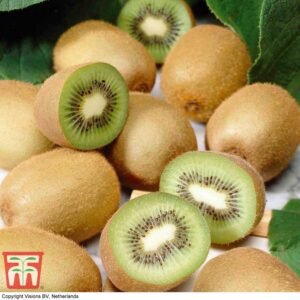 Kiwi Fruit - Plant Profile: Actinidia Deliciosa (Kiwifruit) How to grow Kiwi fruit tree