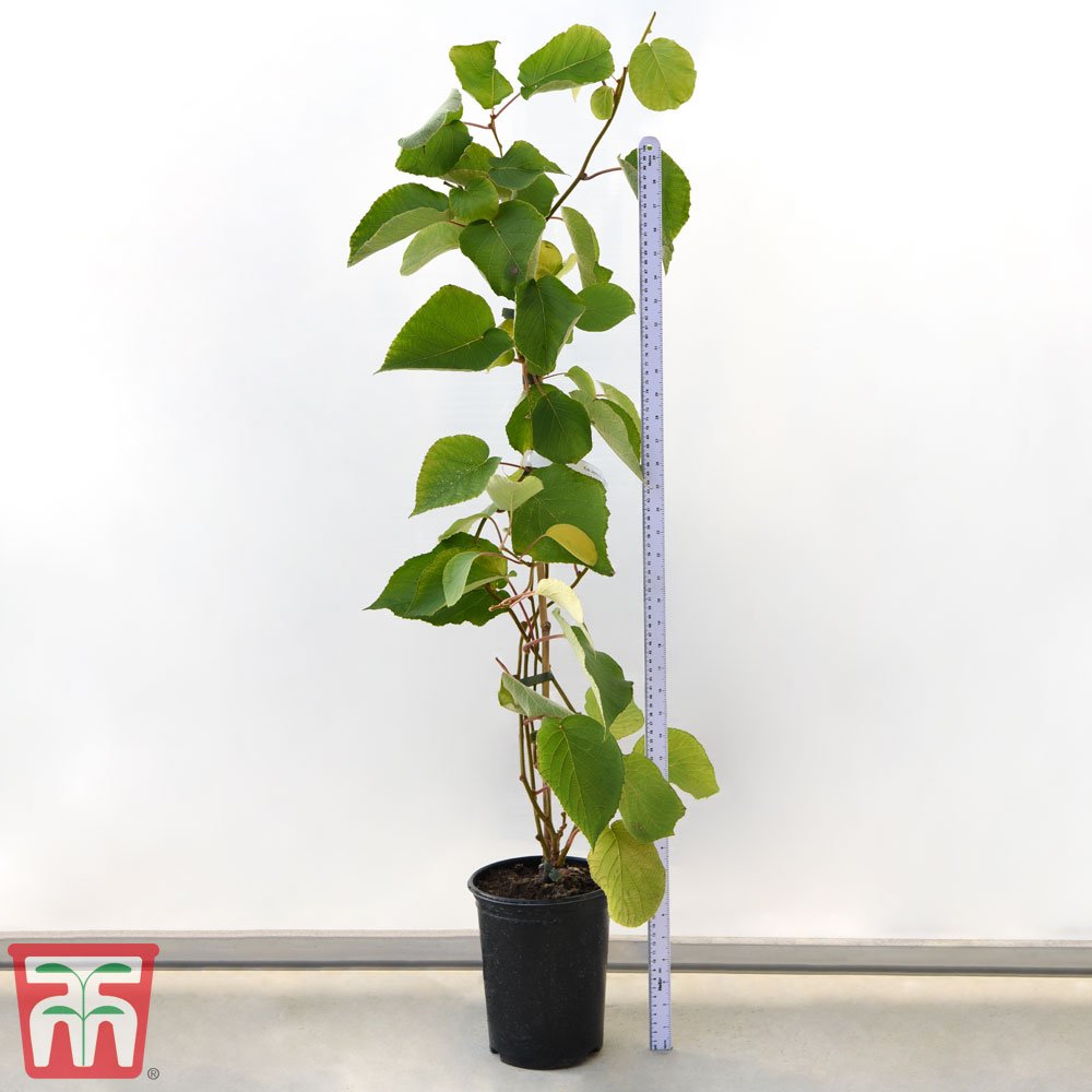 | Plant Profile: Actinidia Deliciosa (Kiwifruit) - A Fascinating and Delicious Addition to Your Garden | 1Garden.com