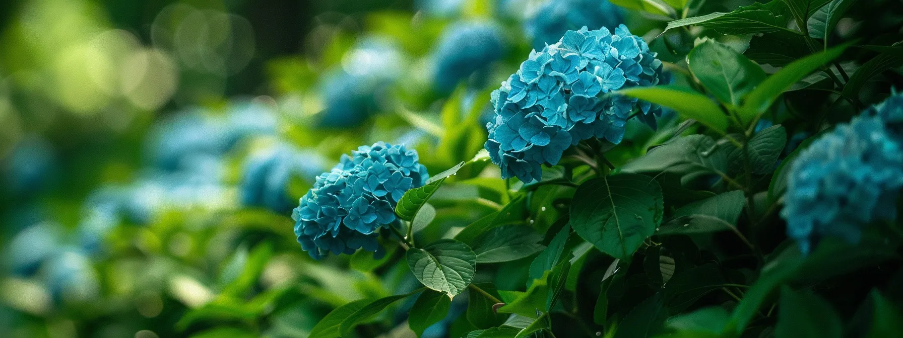 lush, healthy hydrangea bushes in full bloom.