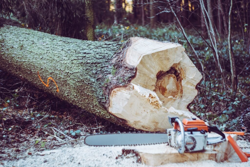 | Essential Chainsaw Buying Guide for New Homeowners | 1Garden.com