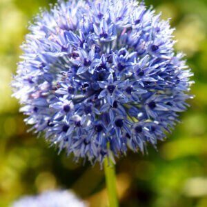 Allium Azureum