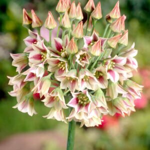 Allium Bulgaricum (Summer Bells)