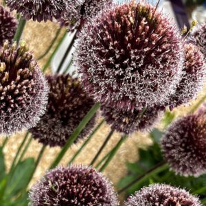 Allium Forelock