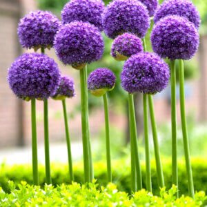 Allium Gladiator