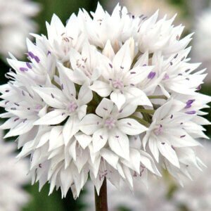 Allium Graceful Beauty