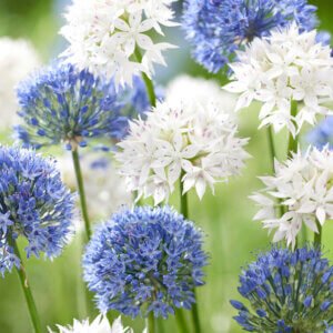 Allium Ice and Sky Collection