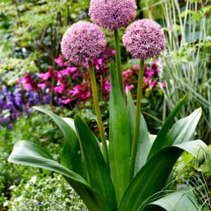 Allium Lucky Balloons