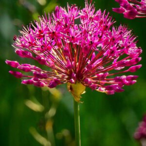 Allium Miami