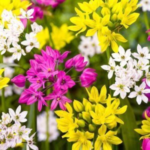 Allium Mixed
