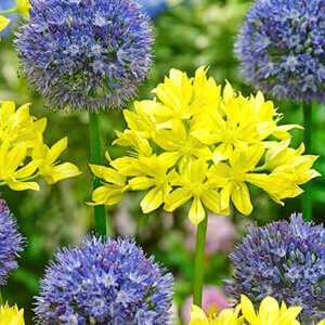 Allium Moly and Allium Azureum Mix