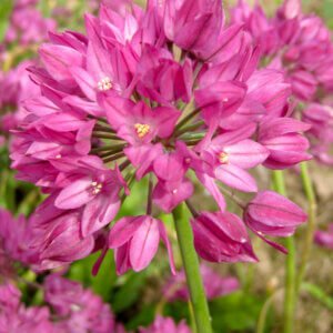 Allium Ostrowskianum