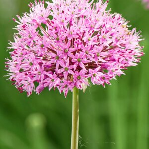 Allium Pink Sensation