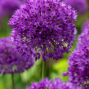Allium Purple Sensation