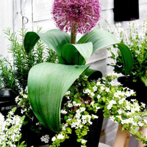 Allium Red Giant
