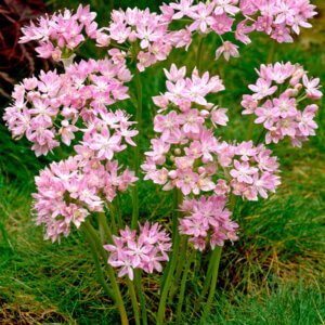 Allium Roseum