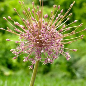 Allium Schubertii
