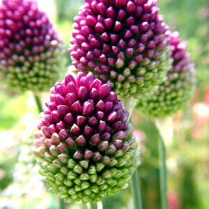 Allium Sphaerocephalon (Drumsticks)